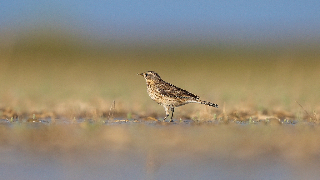 Water Pipit
